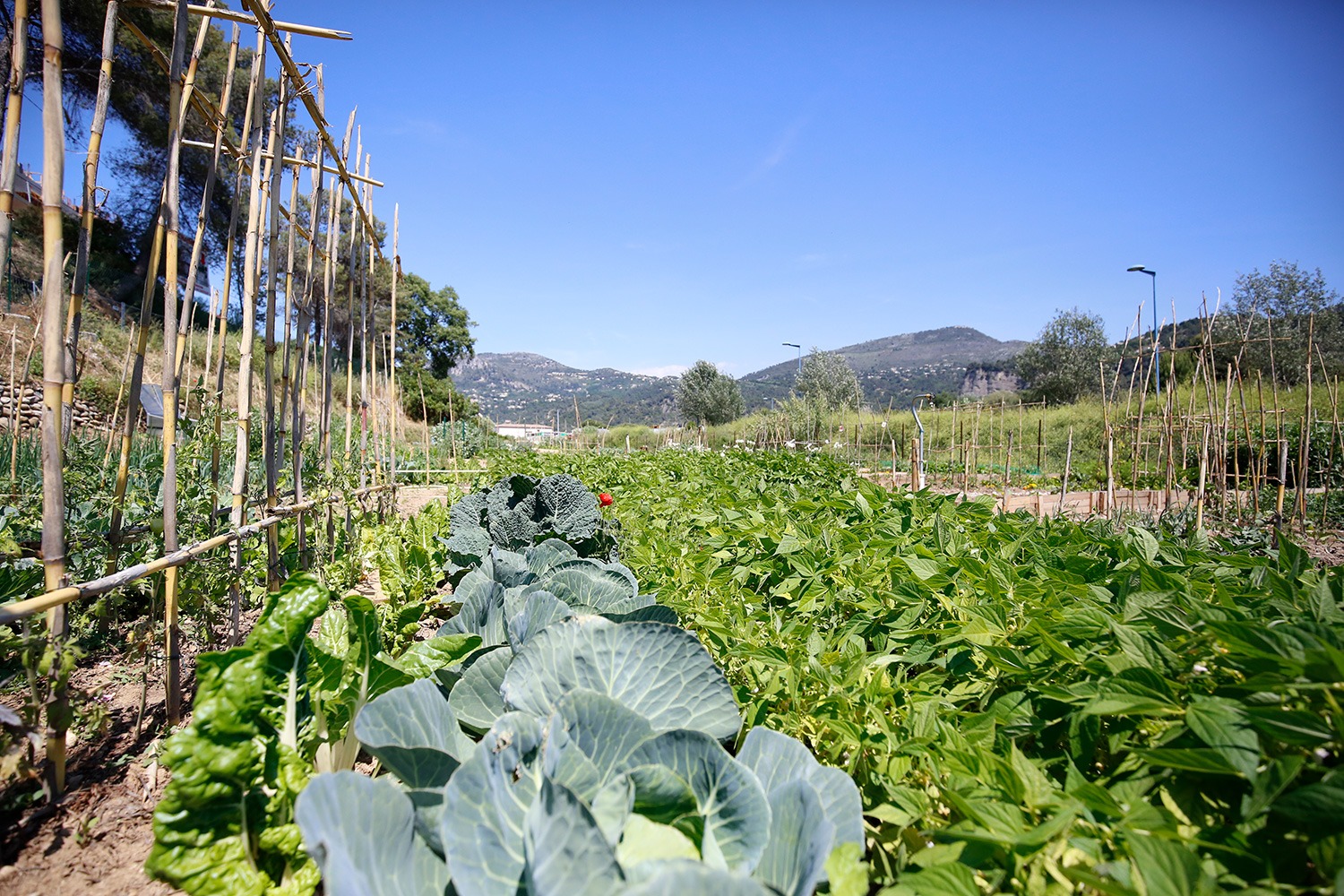 Jardins potagers de Carros, cultures maraîchères devant les collines