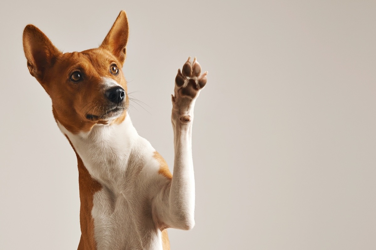 Chien donnant la patte